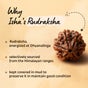 Shanmukhi Rudraksha Bead for Children (Consecrated)