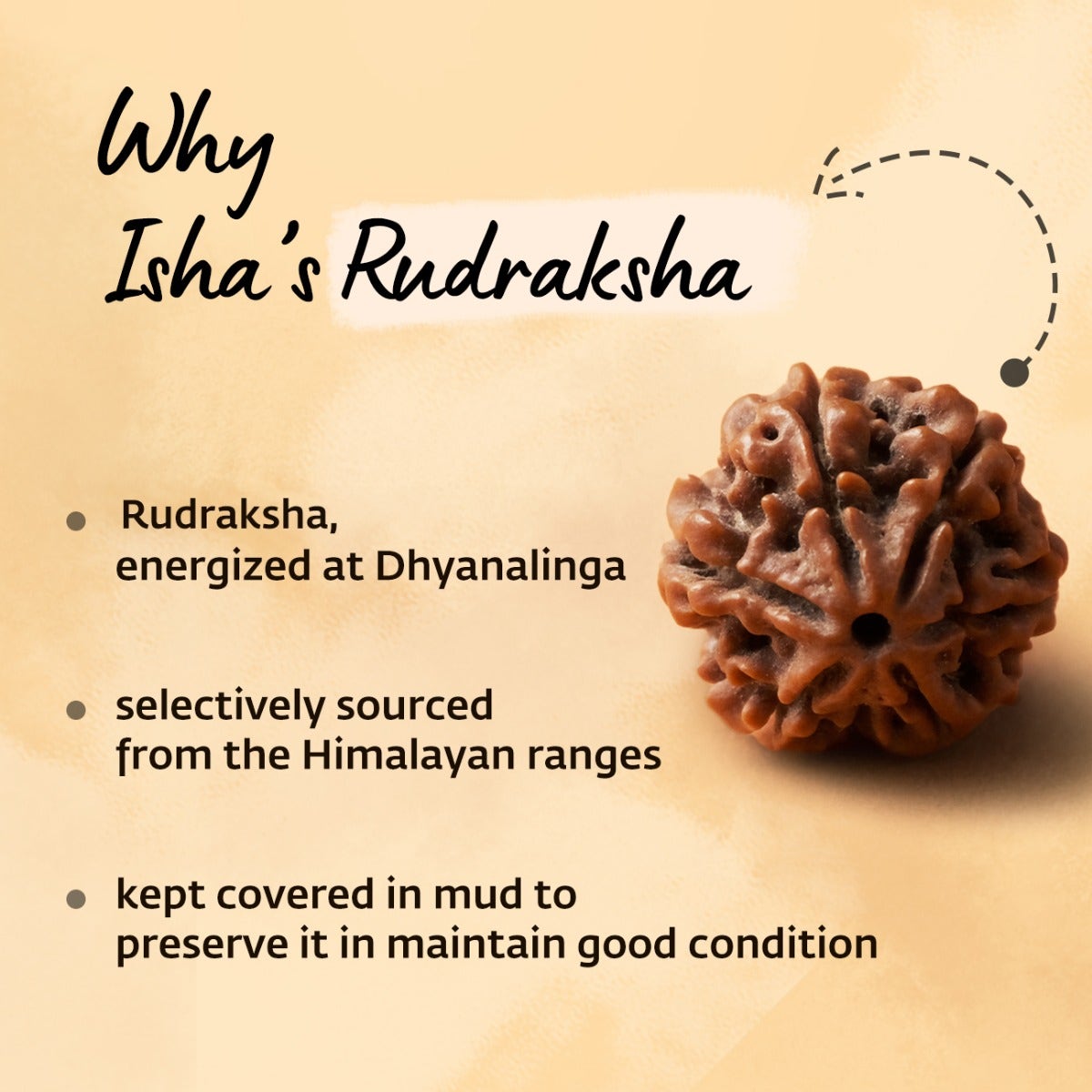 Authentic Isha Shanmukhi (six faced) Rudraksha Bead. Energized single bead for children below 14 years of age.