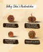 Panchamukhi Rudraksha Beads Mala (Consecrated)