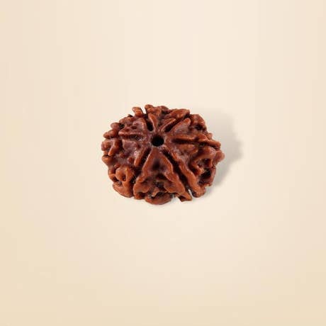 Shanmukhi Rudraksha Bead for Children (Consecrated)