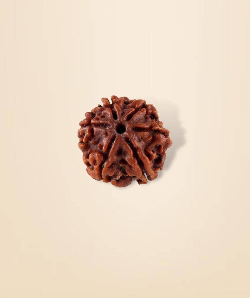 Shanmukhi Rudraksha Bead for Children (Consecrated)