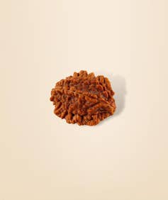 Dwimukhi Rudraksha Bead for Couples (Consecrated)