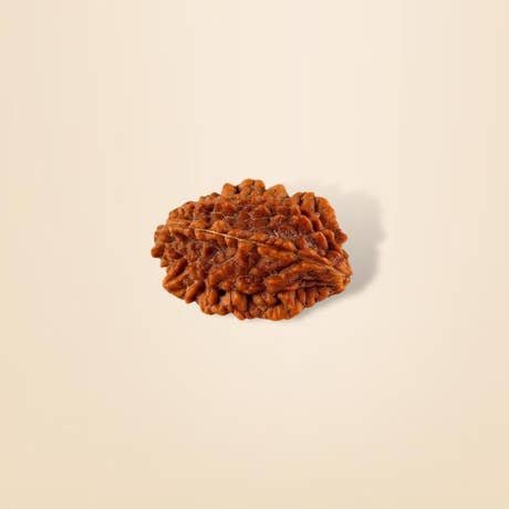 Dwimukhi Rudraksha Bead for Couples (Consecrated)
