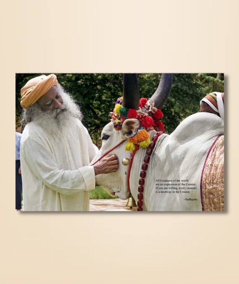 Sadhguru 12 - (photo download)