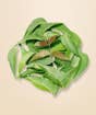 Neem Powder