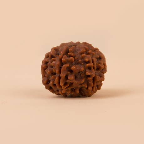 Authentic Isha Shanmukhi (six faced) Rudraksha Bead. Energized single bead for children below 14 years of age.