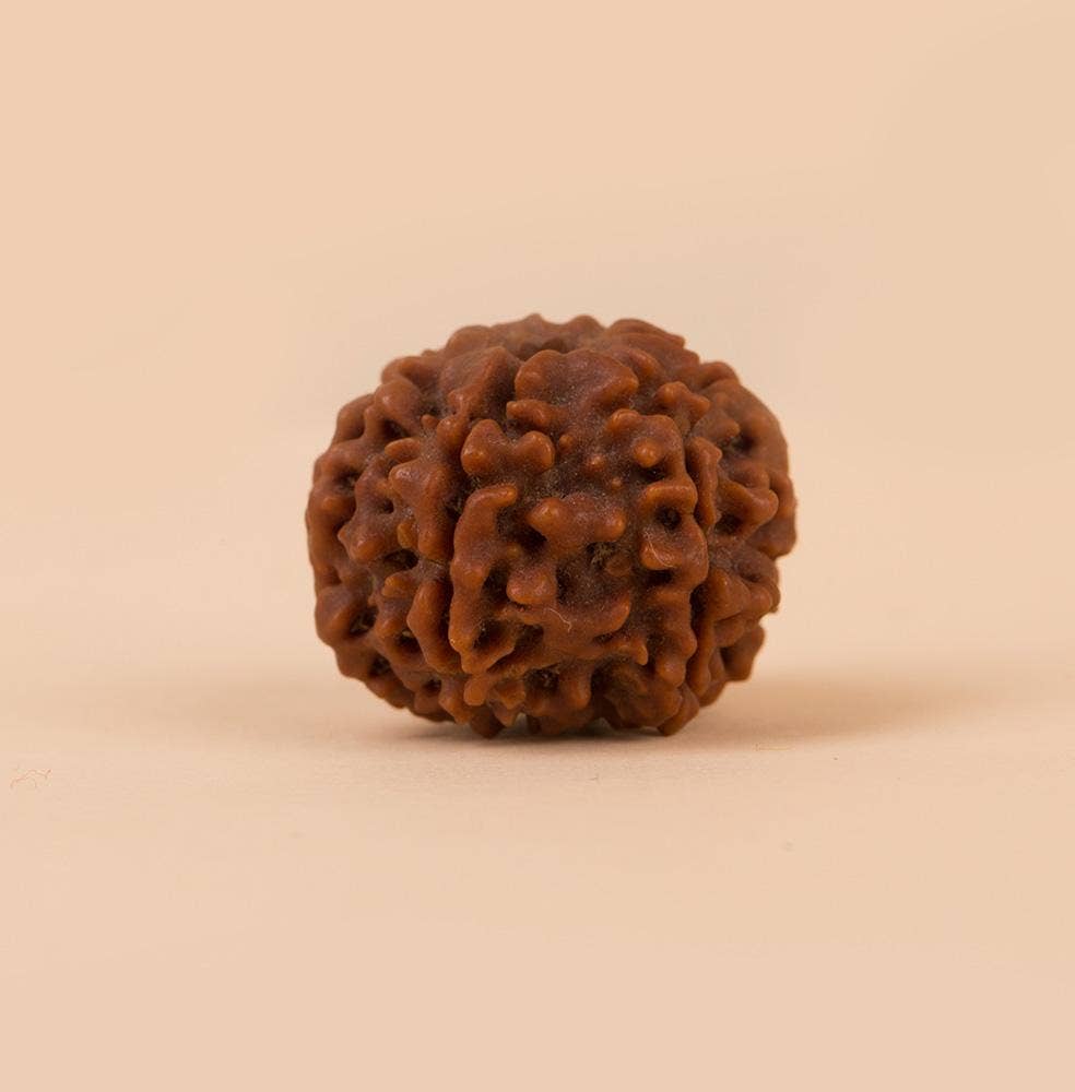 Authentic Isha Shanmukhi (six faced) Rudraksha Bead. Consecrated single bead for children below 14 years of age.