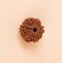 Shanmukhi Rudraksha Bead for Children (Consecrated)