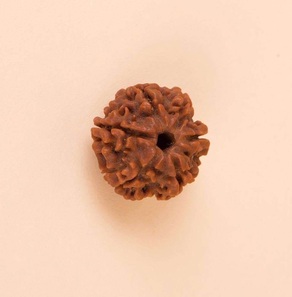 Authentic Isha Shanmukhi (six faced) Rudraksha Bead. Consecrated single bead for children below 14 years of age.