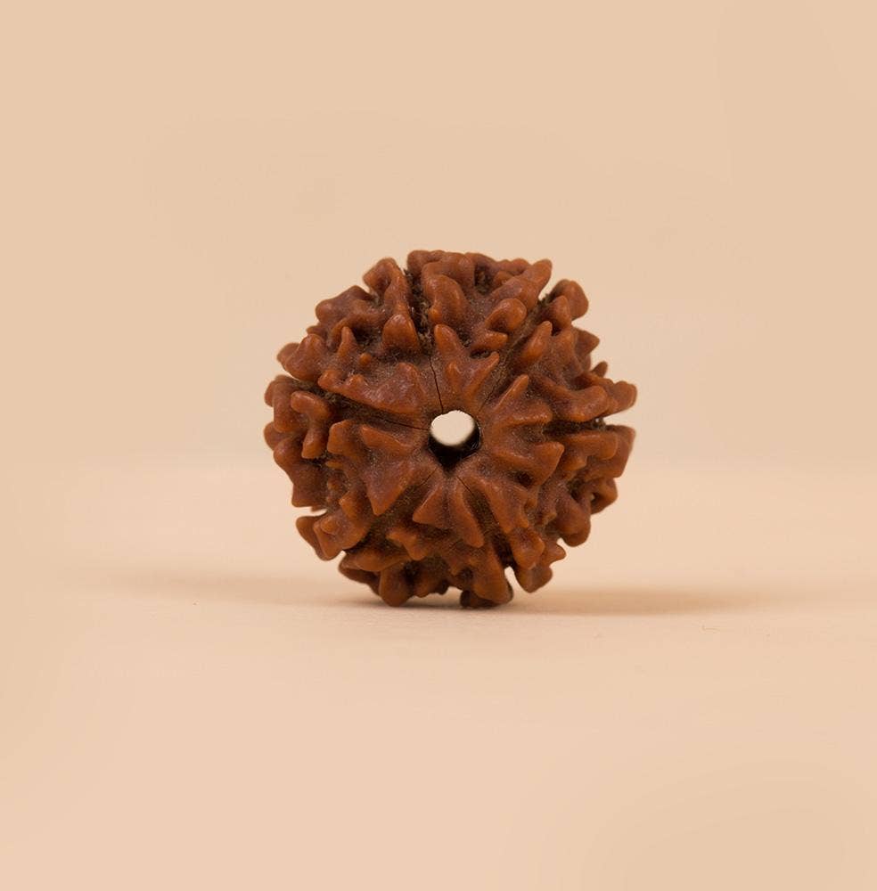 Authentic Isha Shanmukhi (six faced) Rudraksha Bead. Consecrated single bead for children below 14 years of age.