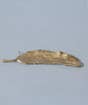Feather Brass Incense Holder