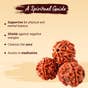 Adiyogi Rudraksha with Chain (Consecrated)