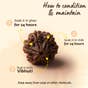 Adiyogi Rudraksha with Chain (Consecrated)