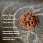 Adiyogi Rudraksha with Chain (Consecrated)