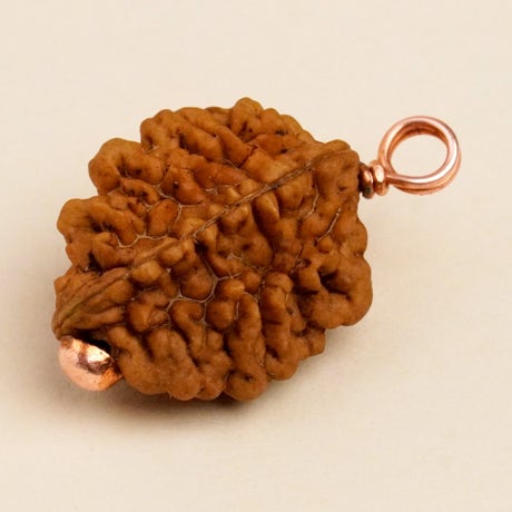 Authentic Isha Dwimukhi Rudraksha bead. Consecrated at Dhyanalinga