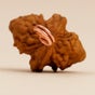 Dwimukhi Rudraksha Bead for Couples (Consecrated)