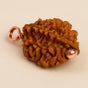 Dwimukhi Rudraksha Bead for Couples (Consecrated)