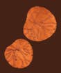 Lotus Leaf Copper Inlay Wooden Table 21''x21''