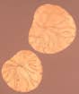 Lotus Leaf Copper Inlay Wooden Table 21''x21''