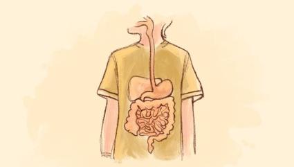 Helps Lubricate the Alimentary Canal