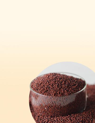 Finger Millet (Ragi)